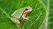 Miniatura per Hyla eximia