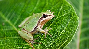 Описание картинки Hyla eximia.jpg.