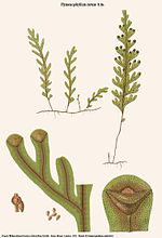 Thumbnail for Hymenophyllum rarum