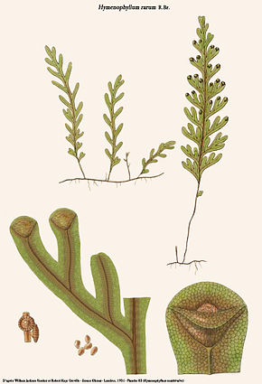 Resim açıklaması Hymenophyllum rarum (yarı çift kabuklu) .jpg.