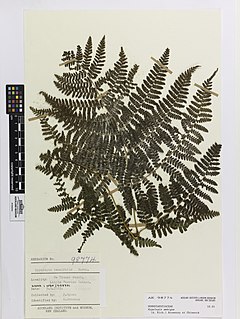 <i>Hypolepis ambigua</i> Species of fern