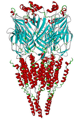 <span class="mw-page-title-main">Alpha-7 nicotinic receptor</span> Type of cell receptor found in humans