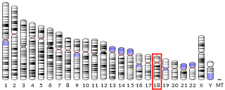 <span class="mw-page-title-main">ACTH receptor</span> Mammalian protein found in Homo sapiens