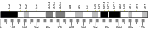 Ideogram of house mouse chromosome 9.svg