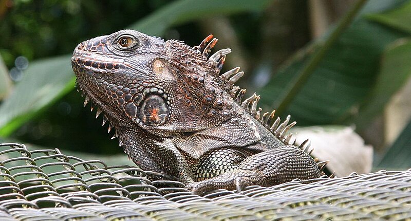 File:Iguana iguana 19zz.jpg