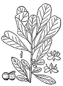 Drawing of Ilex decidua Ilex decidua drawing.jpg