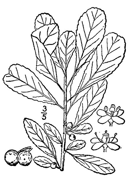 File:Ilex decidua drawing.jpg