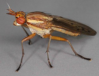 <i>Ilione albiseta</i> Species of fly