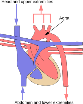 File:Illu systemic circuit.svg