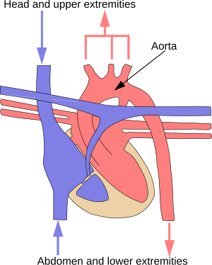 Circulus Sanguinis Maior