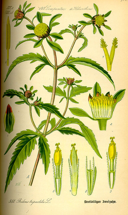 Illustration Bidens tripartita0.jpg