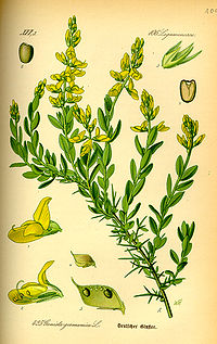 Illustration_Genista_germanica0.jpg