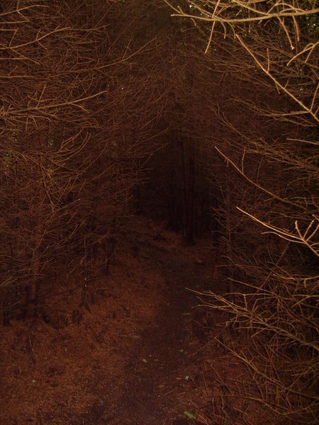 File:In the Forest - geograph.org.uk - 1383892.jpg