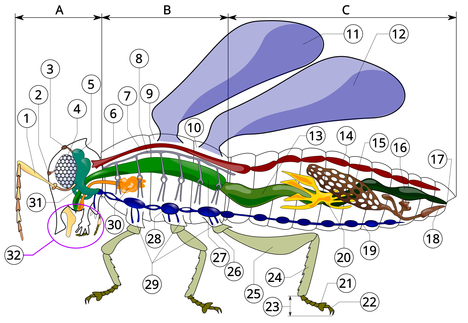 Какие системы у насекомых. Пищеварительная система музи. Пищеварительная система насекомых схема. Внутреннее строение насекомых 7 класс биология. Внутренне строение мухи.