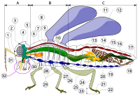 Diagram anatomie hmyzu. Svg