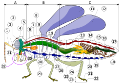 Insect anatomy diagram.svg