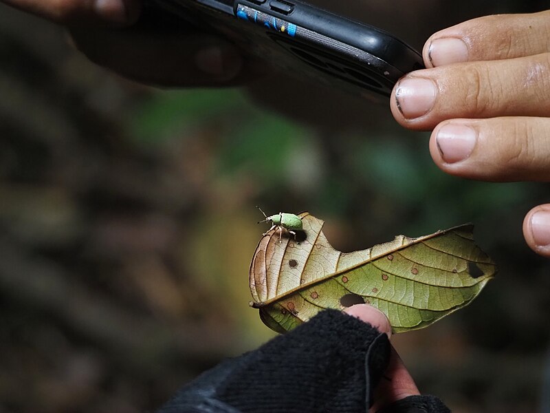 File:Insect photography in Costa Rica.jpg