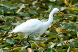 Vidutinis baltasis garnys (Ardea intermedia)