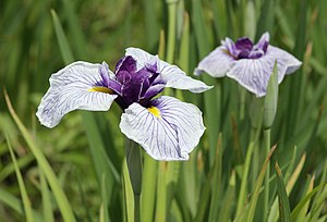 Къылыч маталлы ирис (Iris ensata)