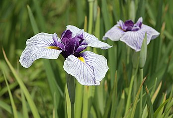 Fleurs d'iris du Japon. (définition réelle 3 623 × 2 466)