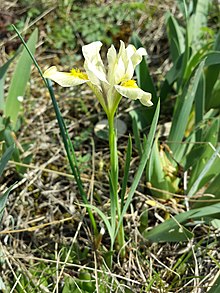 Iris humilis subsp. arenaria Iris humilis subsp. arenaria sl7.jpg