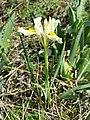 Iris humilis subsp. arenaria