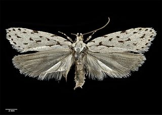 <i>Izatha heroica</i> Species of moth