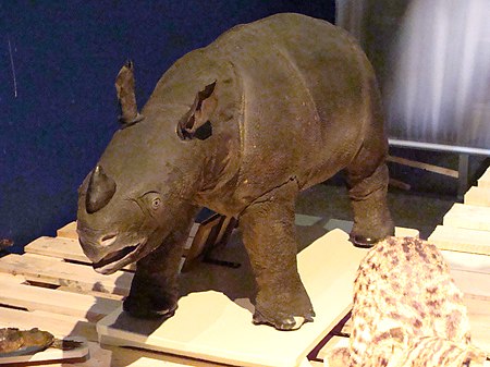 Fail:JavanRhino-PeterMaas-NaturalisLeiden.jpg