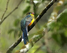 Reinwardts trogon