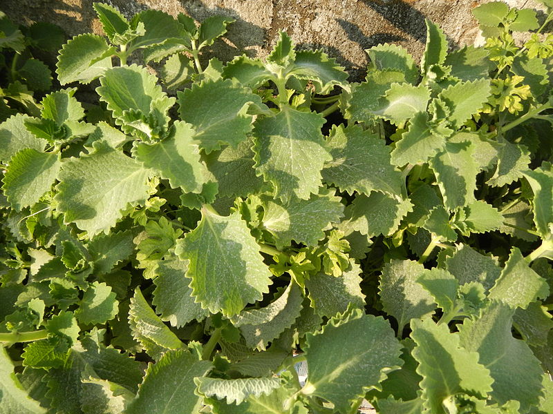 File:Jf0040Origanum vulgare Lubaofvf 09.JPG