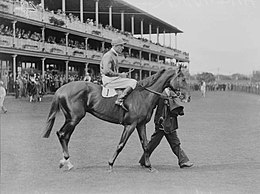 Jockey David Hugh Munro with racehorse Hall Mark being lead onto the racecourse, New South Wales, 1933..jpg