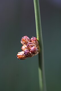 <i>Juncus arcticus</i> Species of plant in the genus Juncus