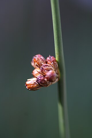 <i>Juncus arcticus</i> Species of rush