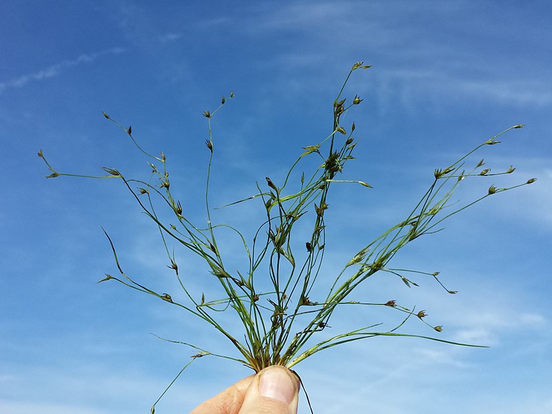 File:Juncus sphaerocarpus sl43.jpg