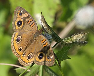 <i>Junonia neildi</i> Species of butterfly