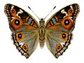 Junonia villida calybe.jpg