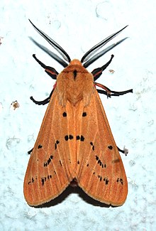 Jute hairy caterpillar moth @ Kanjirappally.jpg