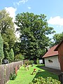 Čeština: Kařízský dub - dub letní (Quercus robur). Okres Rokycany, Česká republika. English: Kařízský dub (memorable tree) - English oak (Quercus robur), Rokycany District, Czech Republic.