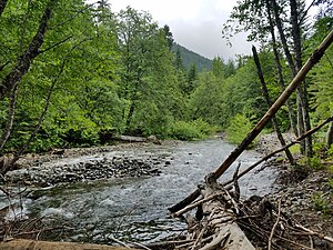 Mineral Creek Trail.jpg Kachess Nehri