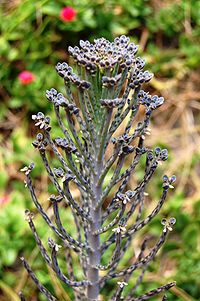 Kalanchoe tubiflora 0067.JPG