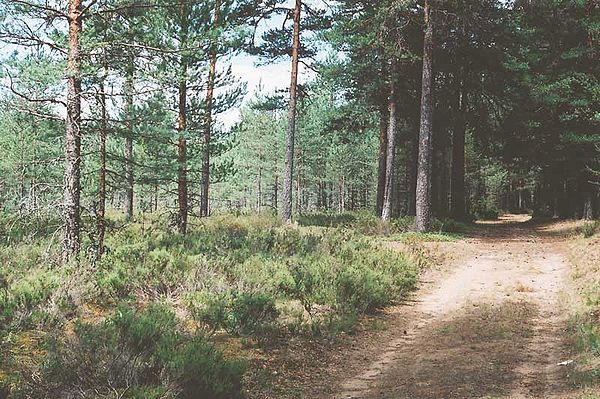 Forest of Pinus sylvestris with an understory of Calluna vulgaris on the Karelian Isthmus