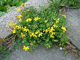 Lotus corniculatus, or bird's-foot trefoil