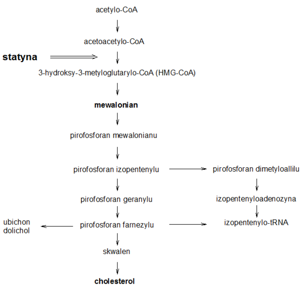 File:Kaskada biosyntezy cholesterolu statyny.png