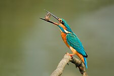 Common Kingfisher (Alcedo atthis), National Botanical Garden, Bangladesh Photo by Predložak:U