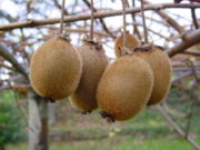 Actinidia Deliciosa: Descripción, Historia, Taxonomía