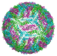 Ribbon representation of the assembly of Kunjin virus from 60 sets of Envelope and Matrix proteins Kunjin virus7kva.png