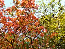 Young leaves blooming in various shades of red Kusumbha (Sanskrit- kusuNbh) (451989507).jpg