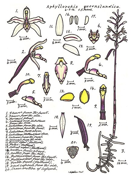 Aphyllorchis queenslandica