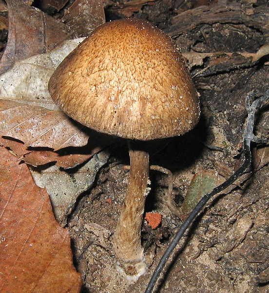 File:Lacrymaria velutina 58344.jpg