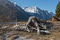 English: Tree stump on the western side Deutsch: Strunk auf der West-Seite